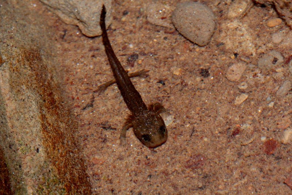 Finalmente larve di salamandra...e...?